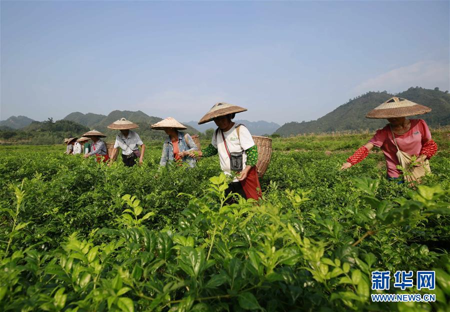 地心护核者专属服务器怎么进行游戏